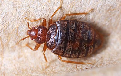 When to call a bed bug exterminator in Snohomish WA - Western Exterminator, formerly Pratt Pest.