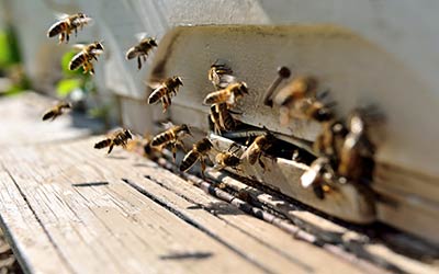 Bee, wasp and hornet exterminator and pest control in Everett WA and Mount Vernon WA - Western Exterminator, formerly Pratt Pest