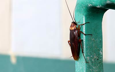 Cockroach Exterminator and pest control in Everett WA and Mount Vernon WA - Western Exterminator, formerly Pratt Pest