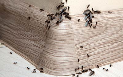 When to call an ant exterminator in Everett WA - Western Exterminator, formerly Pratt Pest
