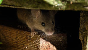 Learn how to keep rats away from your Everett and Snohomish WA home in the fall - Western Exterminator, formerly Pratt Pest