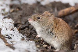 A rodent is one of the many winter pests that may infest Snohomish WA homes - Western Exterminator, formerly Pratt Pest