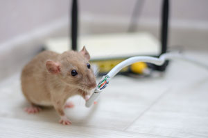 A rat can chew on electrical wires, causing a hazard in your Everett WA property. Western Exterminator, formerly Pratt Pest can protect you from the many dangers of rodents year-round.