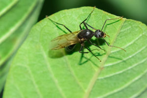 Carpenter ants are commonly mistaken for termites in Everett WA - Learn more from Western Exterminator, formerly Pratt Pest