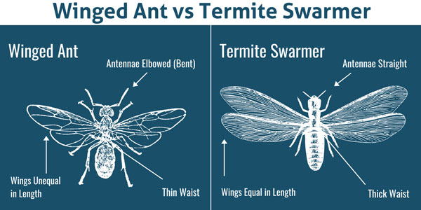 Winged ant vs. termite in Snohomish County WA - Western Exterminator, formerly Pratt Pest