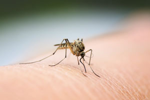 Mosquitoes do not cause coronavirus worldwide. Western Exterminator, formerly Pratt Pest in Everett WA