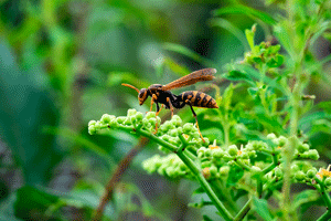 Paper wasps are a common summertime wasp in WA - Western Exterminator, formerly Pratt Pest