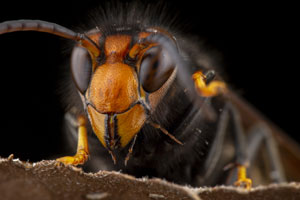 Murder hornets - Western Exterminator, formerly Pratt Pest - Snohomish WA