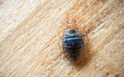 Bed bug signs and symptoms in Everett and Snohomish WA - Western Exterminator, formerly Pratt Pest