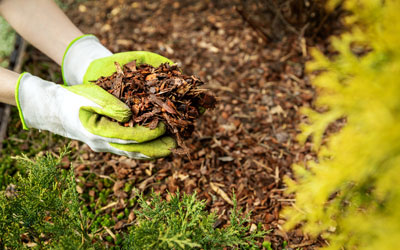 Mulch attracts termites to yards in Snohomish WA - Learn more from Western Exterminator, formerly Pratt Pest