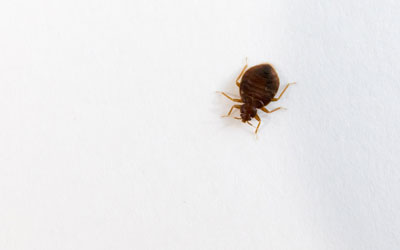 Common myths about bed bugs in Everett and Snohomish WA - Western Exterminator, formerly Pratt Pest