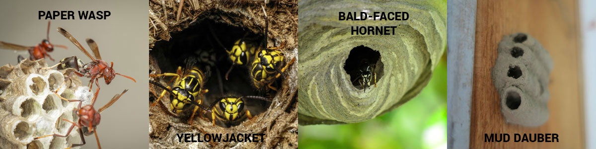 Wasp nest identification in the Snohomish WA area - Western Exterminator, formerly Pratt Pest