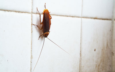 Summer roaches are a big pest problem here in Marysville WA. Western Exterminator, formerly Pratt Pest