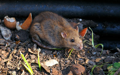 Rodents enter homes in Everett and Marysville WA in the fall - Western Exterminator, formerly Pratt Pest