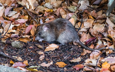 Rodents are entering more WA homes during the pandemic - Western Exterminator, formerly Pratt Pest