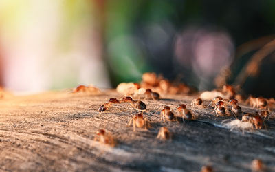 Termites can infest homes in Snohomish WA in the fall and winter - Western Exterminator, formerly Pratt Pest